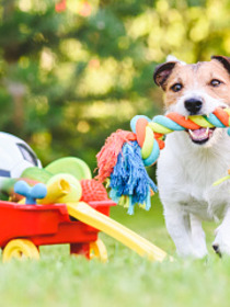 Guida alla Scelta dei migliori Giochi per Cuccioli di Cane
