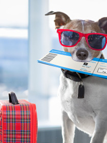 E’ ammesso viaggiare con i cani in aereo? Quali regole rispettare?