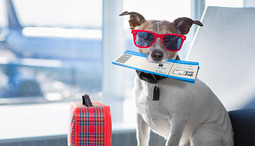 E’ ammesso viaggiare con i cani in aereo? Quali regole rispettare?