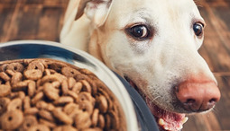 Quanto Mangia un Cucciolo di Cane in Salute?